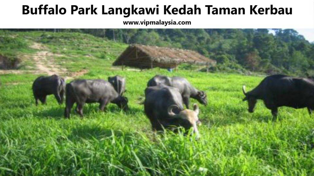 Buffalo Park Langkawi Kedah Taman Kerbau
