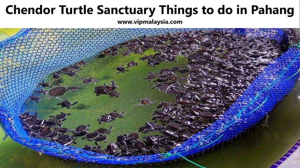Chendor Turtle Sanctuary Best Things to do in Pahang Beach