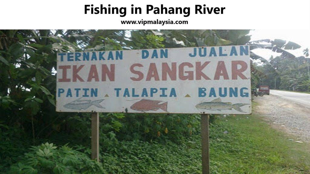Fishing in Pahang River Malaysia