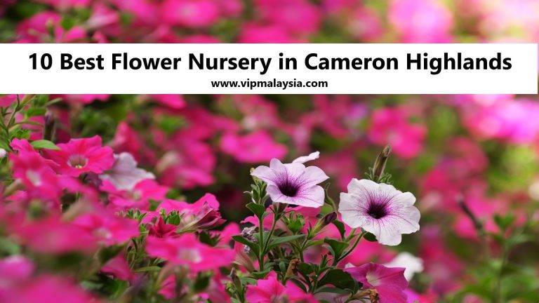10 Best Flower Nursery in Cameron Highlands Malaysia