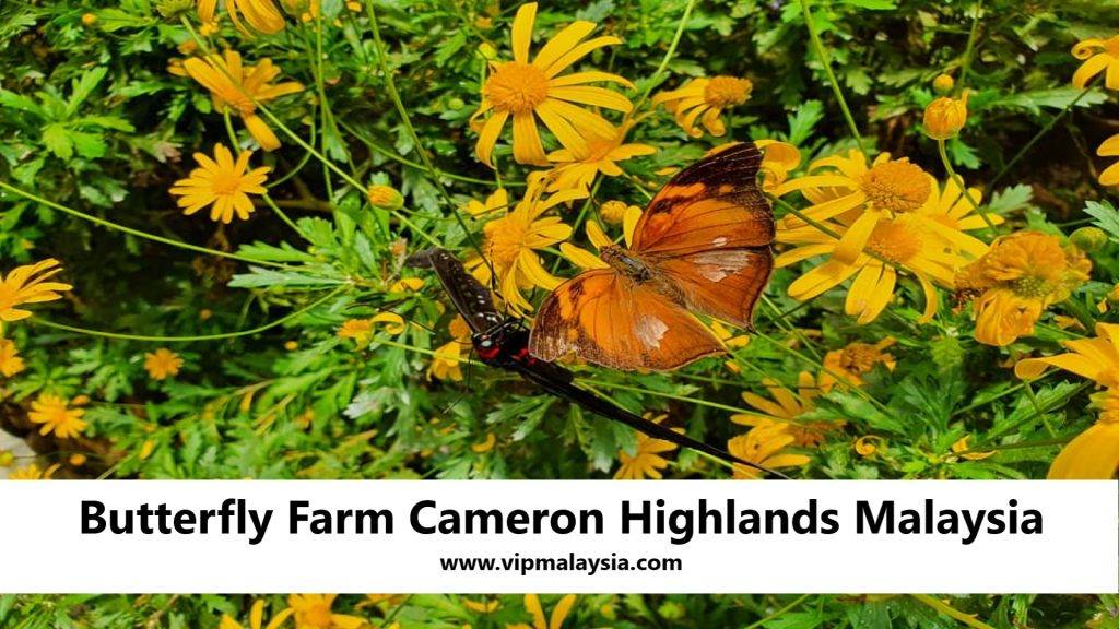 Butterfly Farm, Cameron Highlands, Malaysia