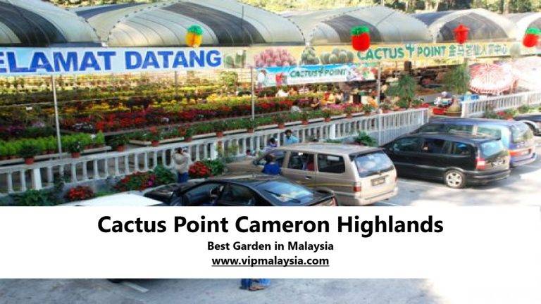Cactus Point Cameron Highlands Best Garden in Malaysia