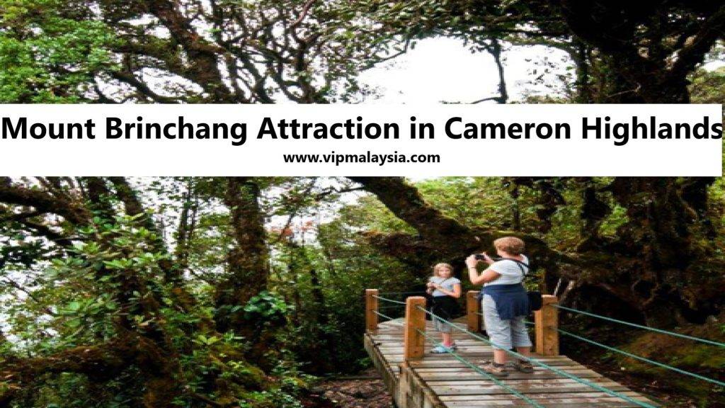 Mount Brinchang Attraction in Cameron Highlands