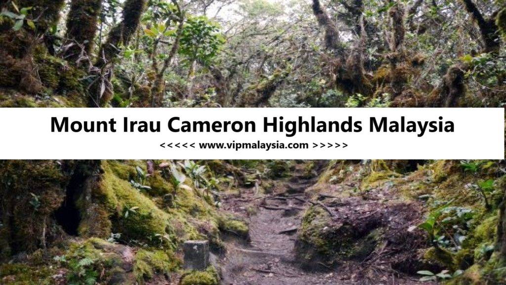 Mount Irau, Cameron Highlands, Malaysia