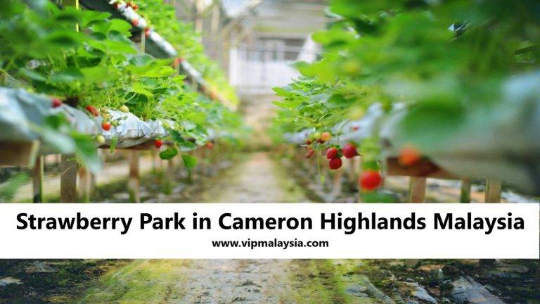 Strawberry Park in Cameron Highlands Malaysia