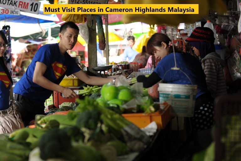 Must Visit Places in Cameron Highlands Malaysia