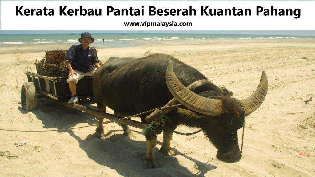 Kereta Kerbau, Pantai Beserah, Pahang