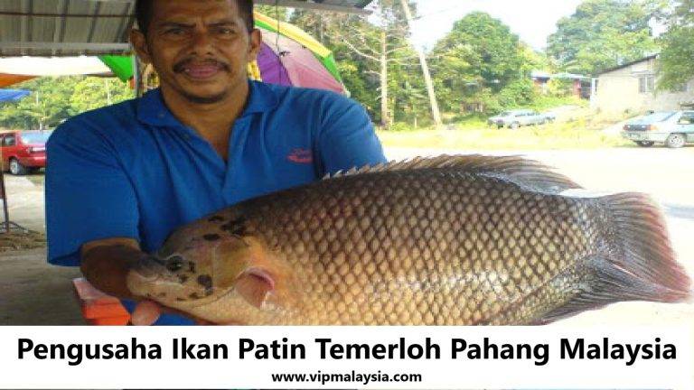 Pengusaha Ikan Patin Temerloh Pahang Malaysia