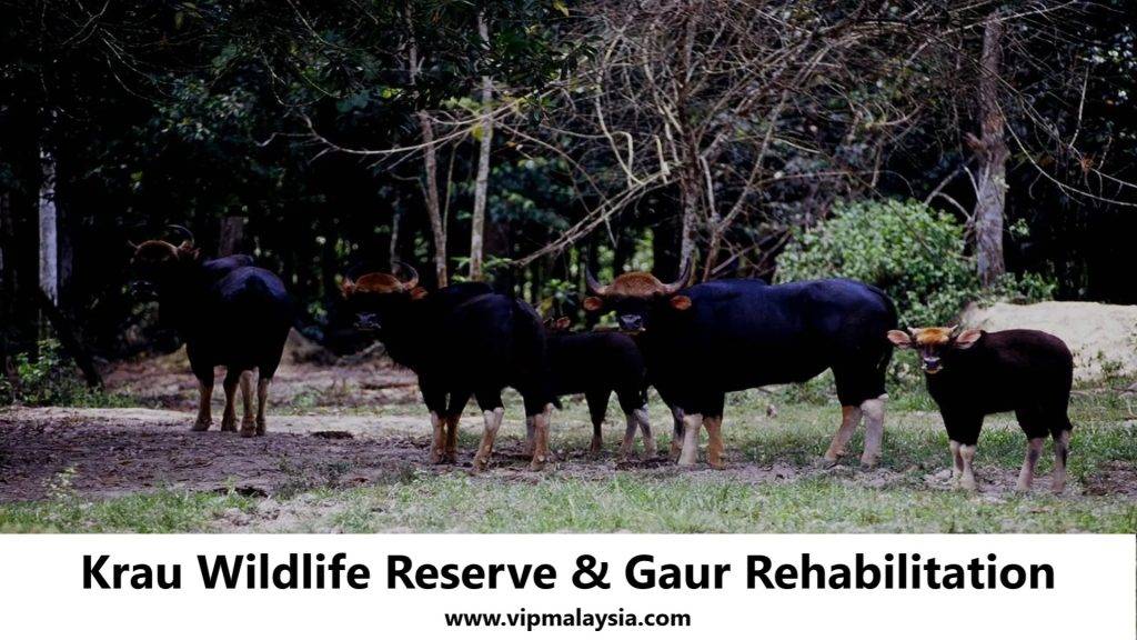 Krau Wildlife Reserve Pahang & Gaur Rehabilitation