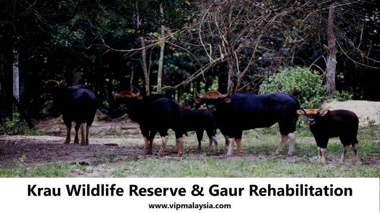Krau Wildlife Reserve Pahang & Gaur Rehabilitation